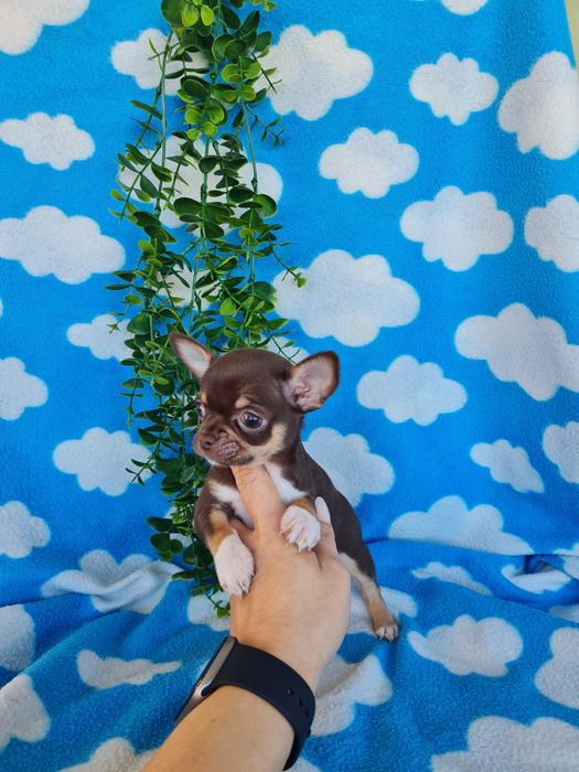 Excecional menina mini mini Chihuahua/Chiuaua,LinhagemRussa de Qualidd