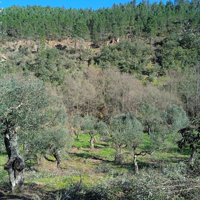 Terreno a beira da ribeira!