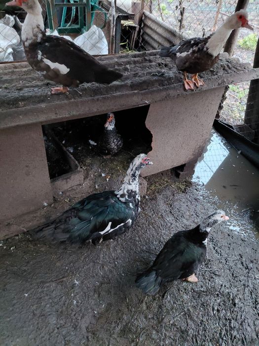 Продам домашню птицю