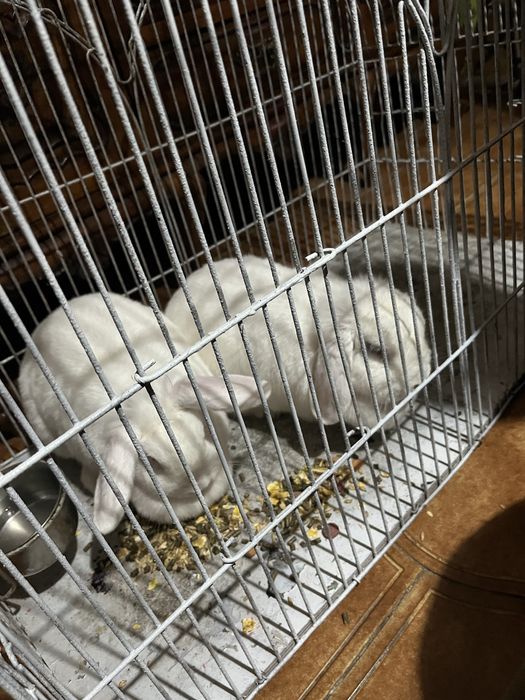 Casal de coelhos de estimaçao