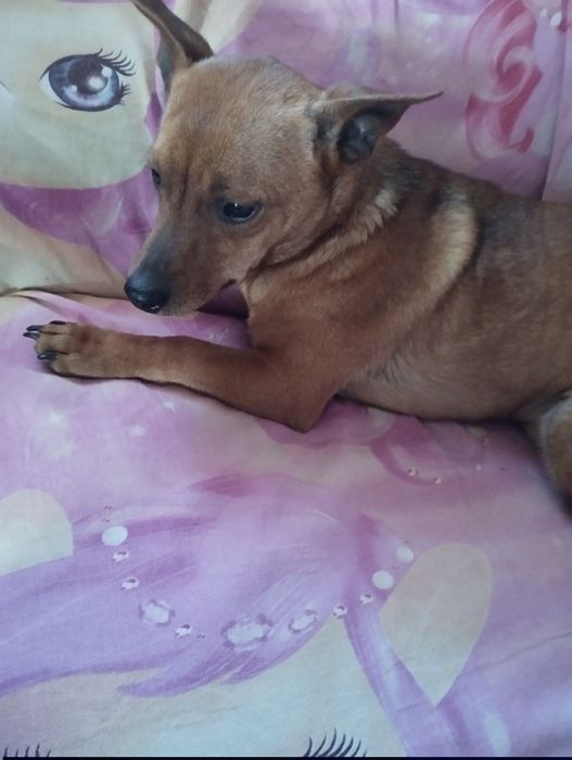 Найдена собака Кичкас