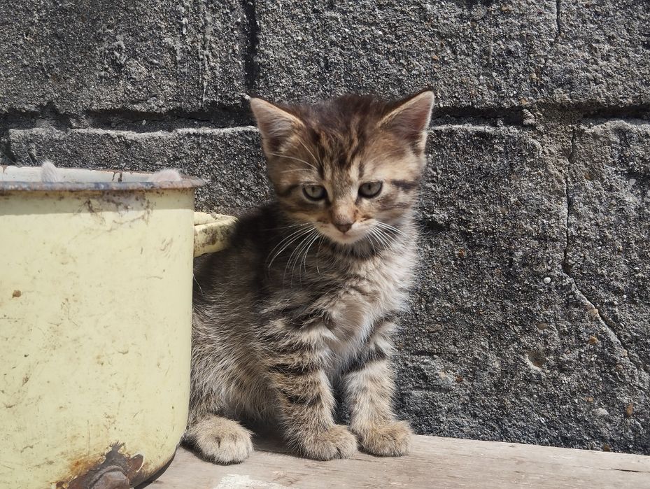 Котенята в добрі руки