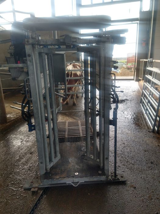 Korekcja racic u bydła