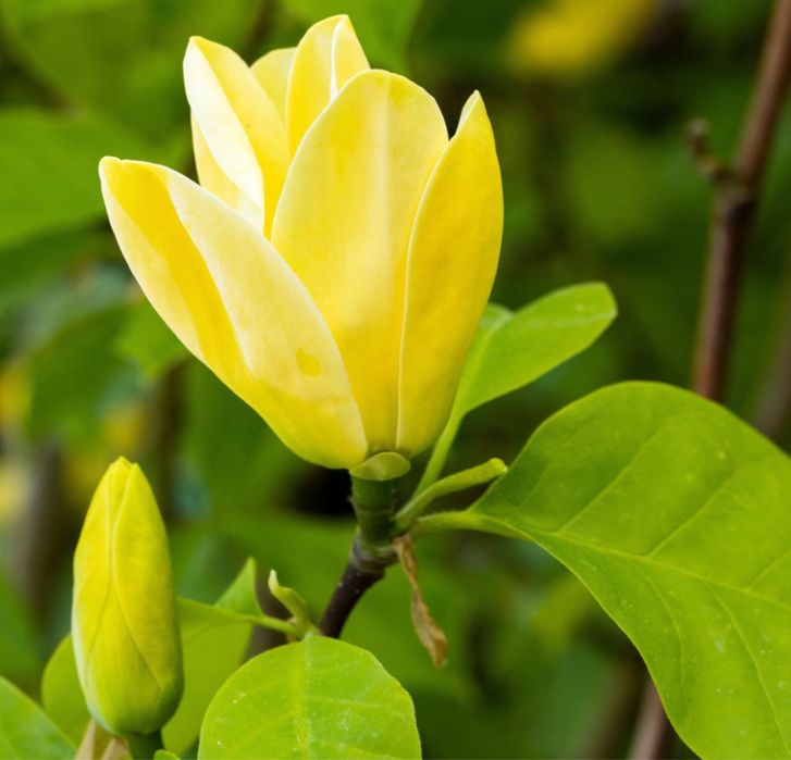 Магнолія Бруклінська “Еллоу Бeрд” (Yellow Bird)