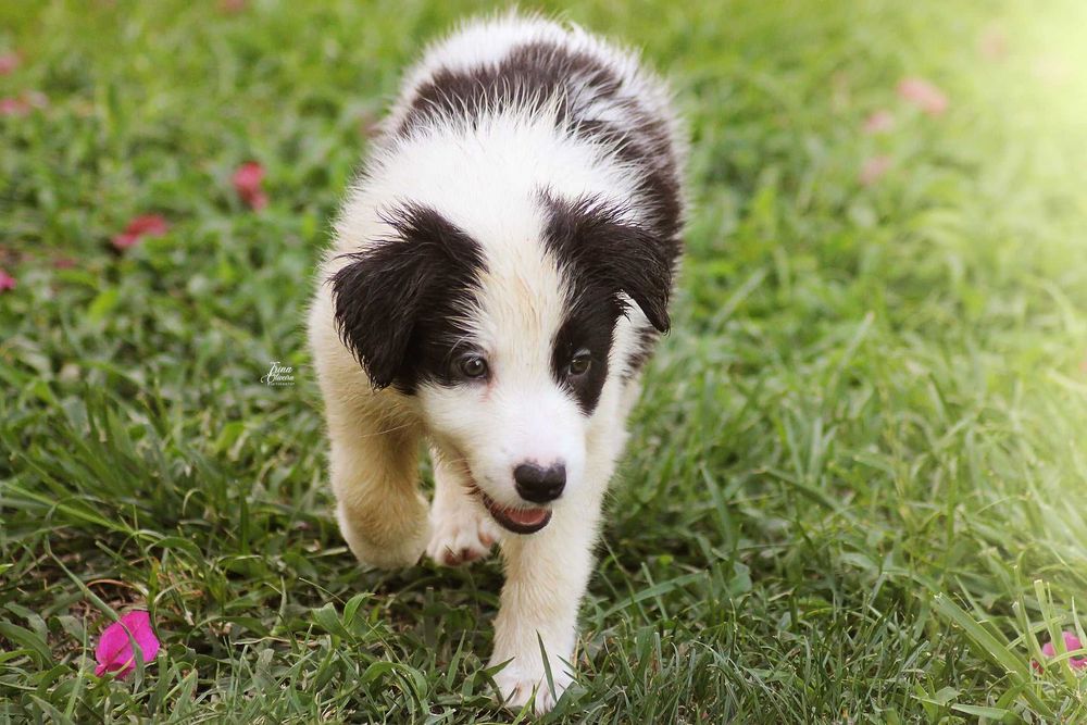 Border Collie disponível
