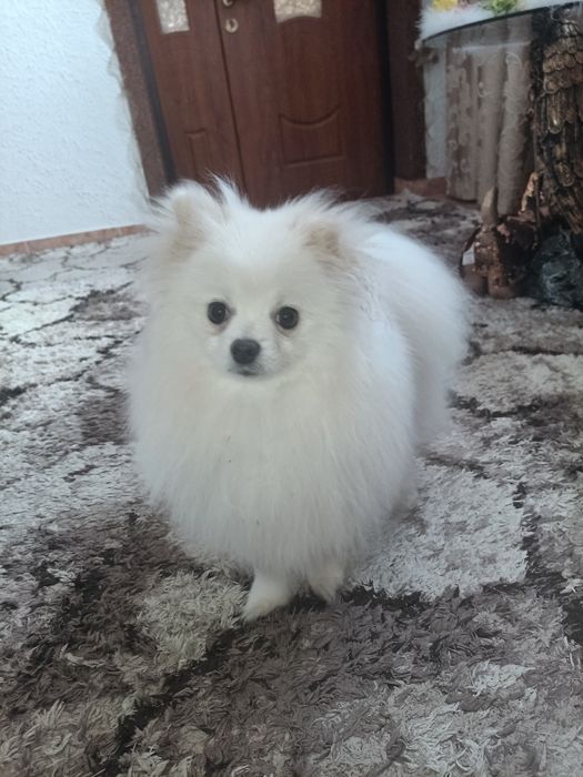 Померанський шпіц