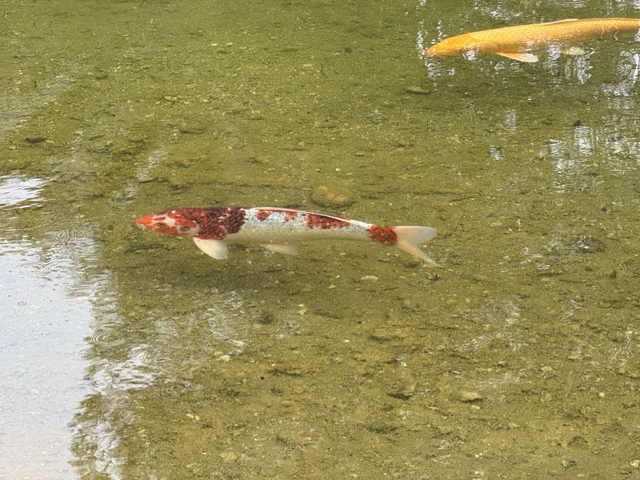 Carpas Koi grandes (40–50 cm) + oferta de 4 Koi mais pequenas