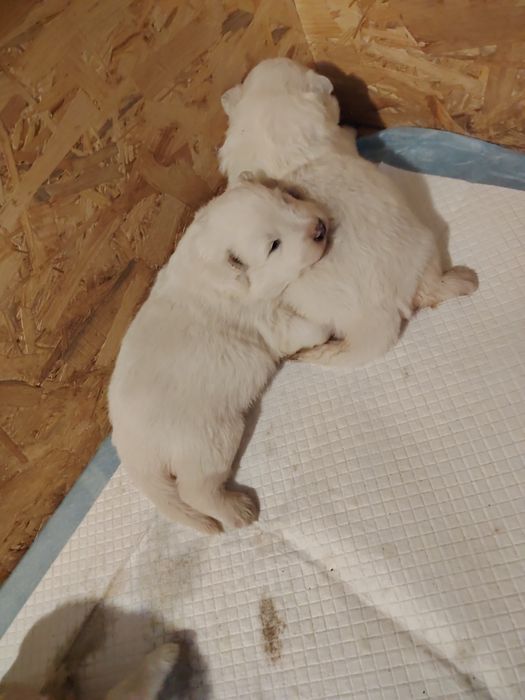 Samoyed szczenię