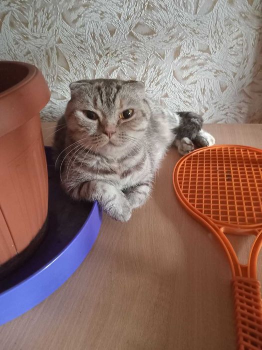 Грайливі домашні кошенята