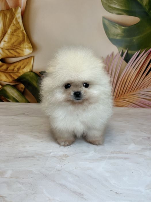 Міні дівчинка померанський шпіц