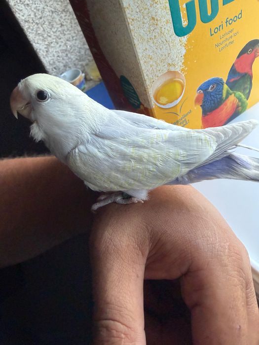 Agapórnis criado há mão