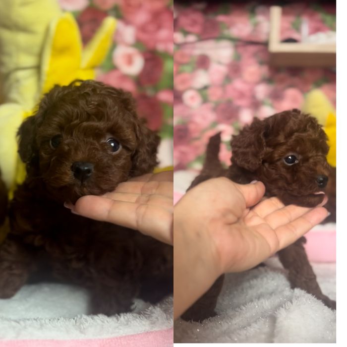 ‼️Пудель хлопчик Китай. Без браку‼️