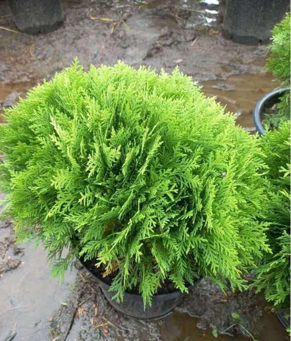 Туя Даника шаровидная