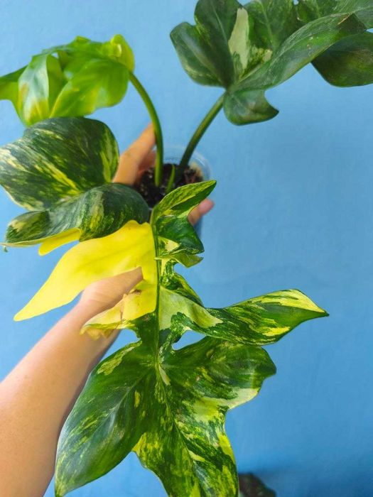Філодендрон Дистантілобум варієгата/Distantilobum variegata, ароїдні