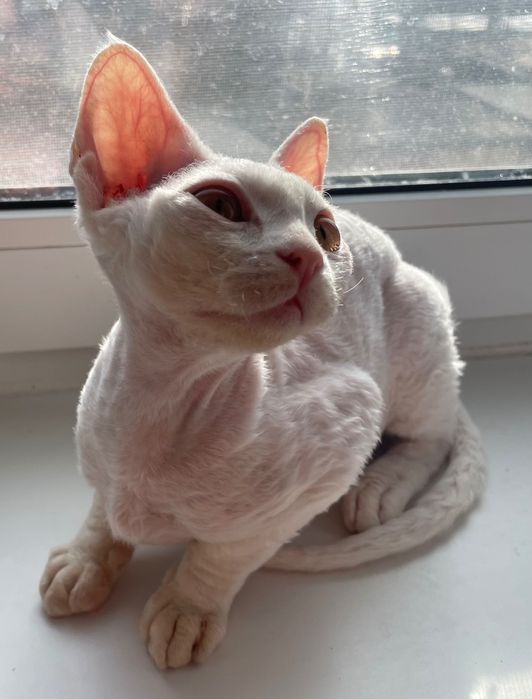 Девон рекс кошенята