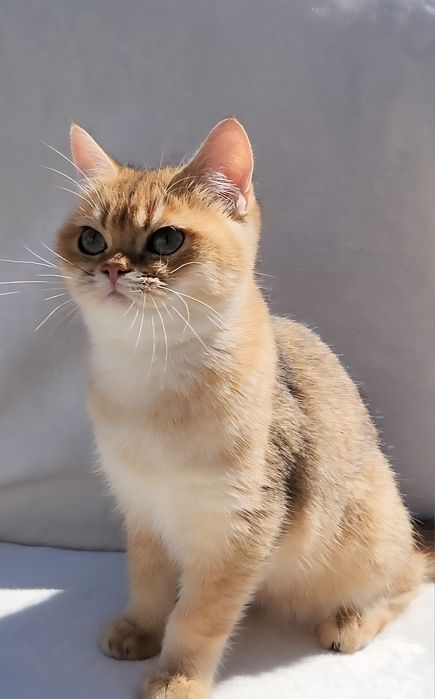 Шотландське кошеня золота шиншила