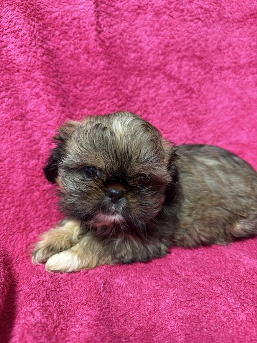 Piesek rasy shih tzu