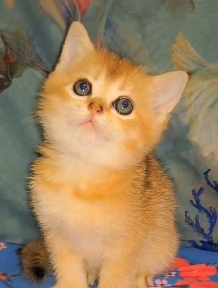 Две девочки золотые шиншиллы