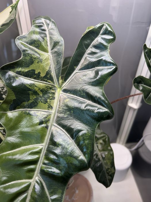 Alokazja PseudoSanderiana Pink Variegata bulwa nr 1