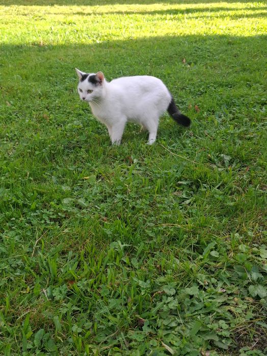 Koteczka Kropka do adopcji