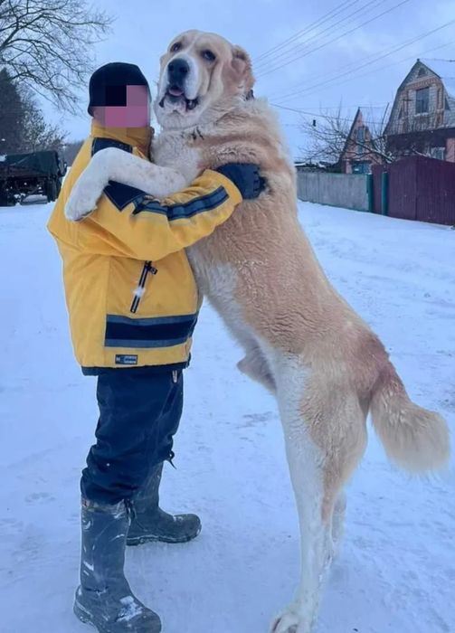 Owczarki Środkowoazjatyckie