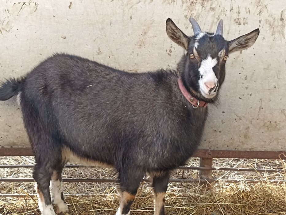 Продам козу. Не на мясо.