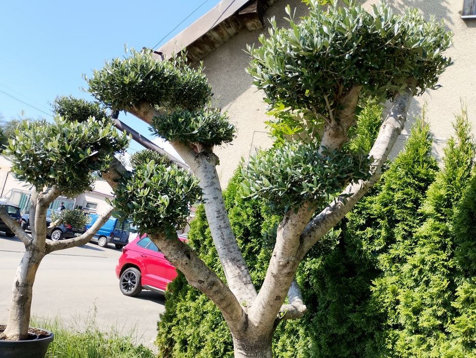 Drzewo Oliwne Bonsai duże