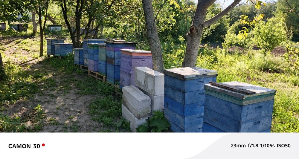 Прадаж вуликів із пчолами