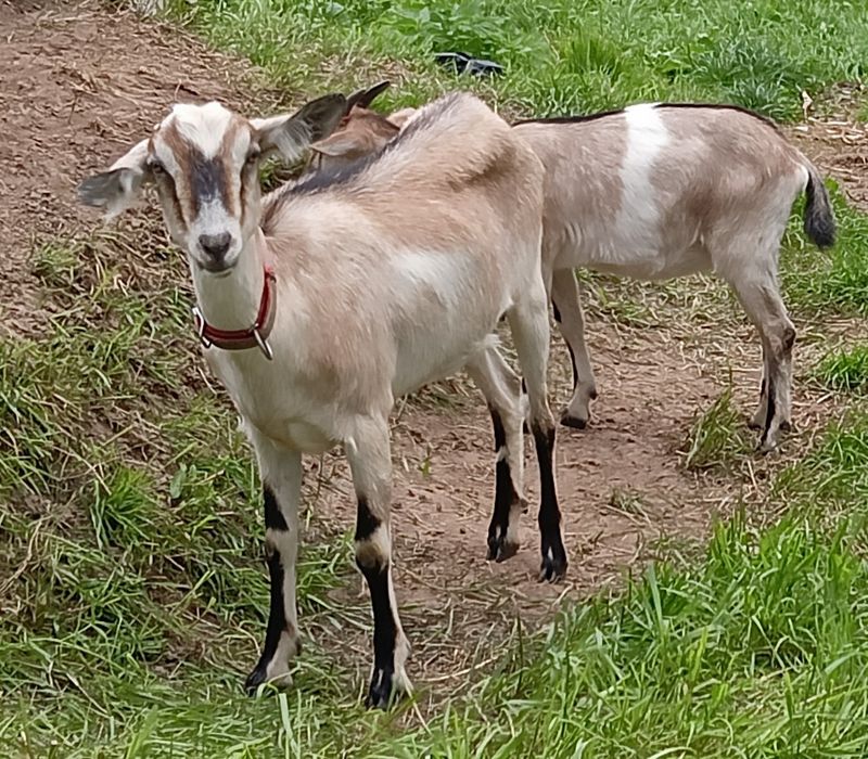 Młoda konta koza