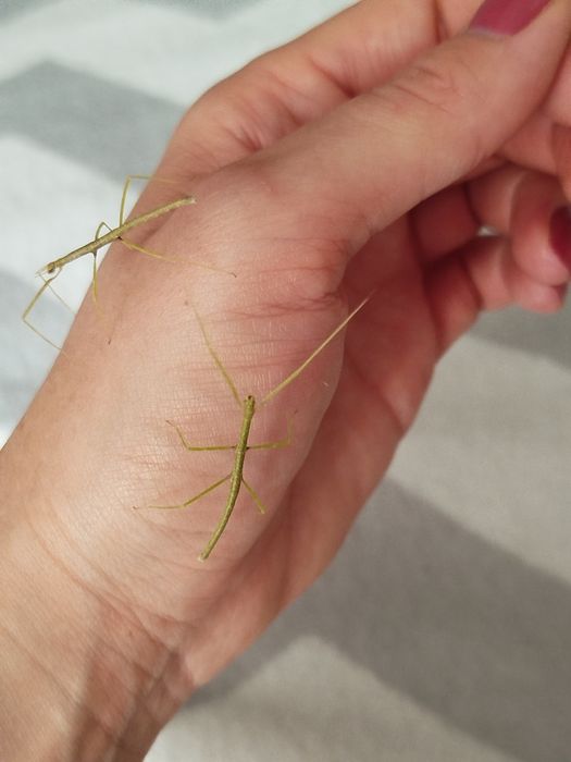 Oddam młode Patyczaki rogate za darmo Legionowo