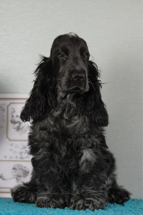 Кокер спаніель англійській