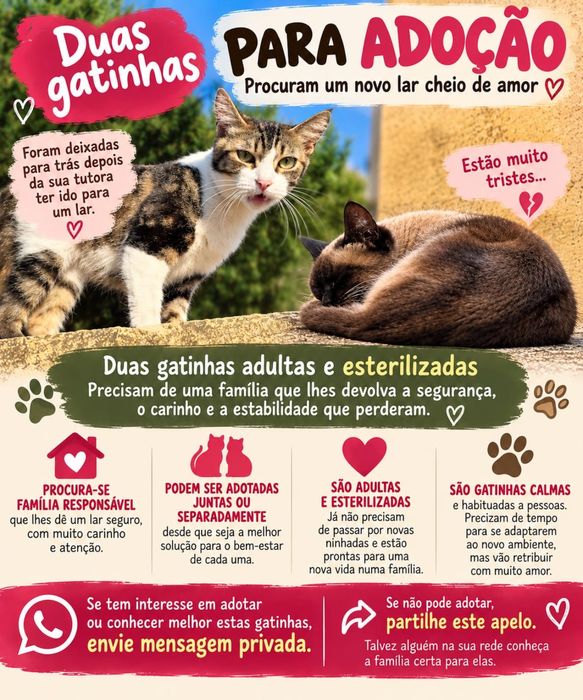 Gatos para adoção conjunta responsável