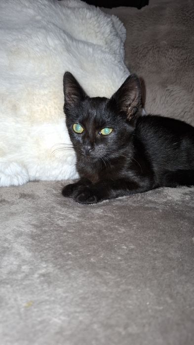 Gatinhos bebes para adopção