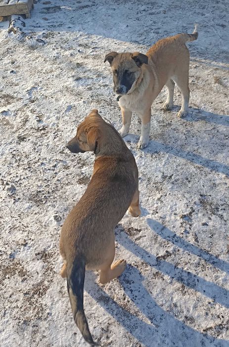 Щенок 4 мес девочка.