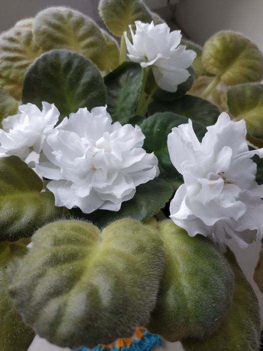 Листочки білосніжної фіалки, стартери