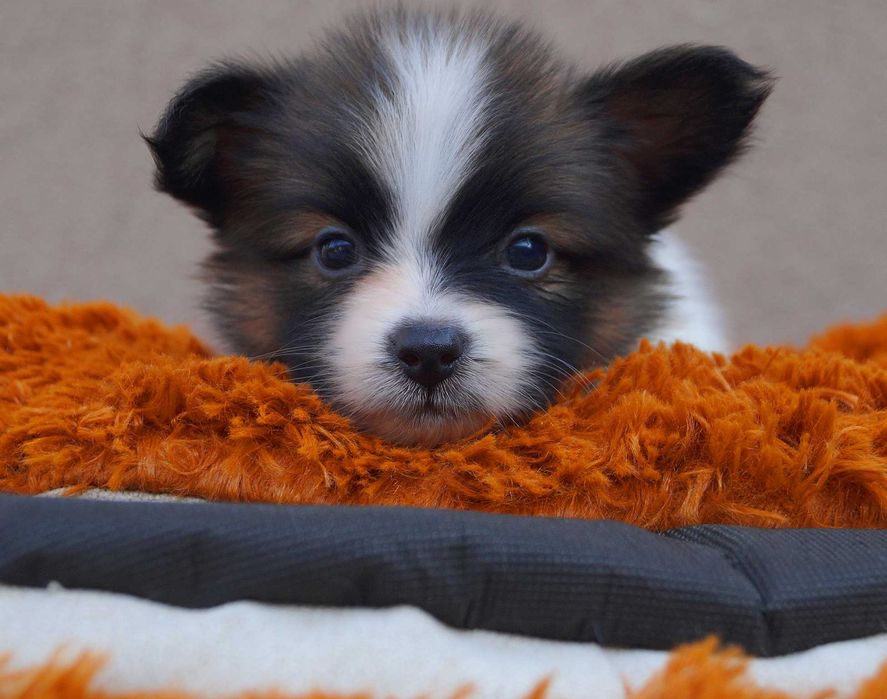 папильон малыш мальчик