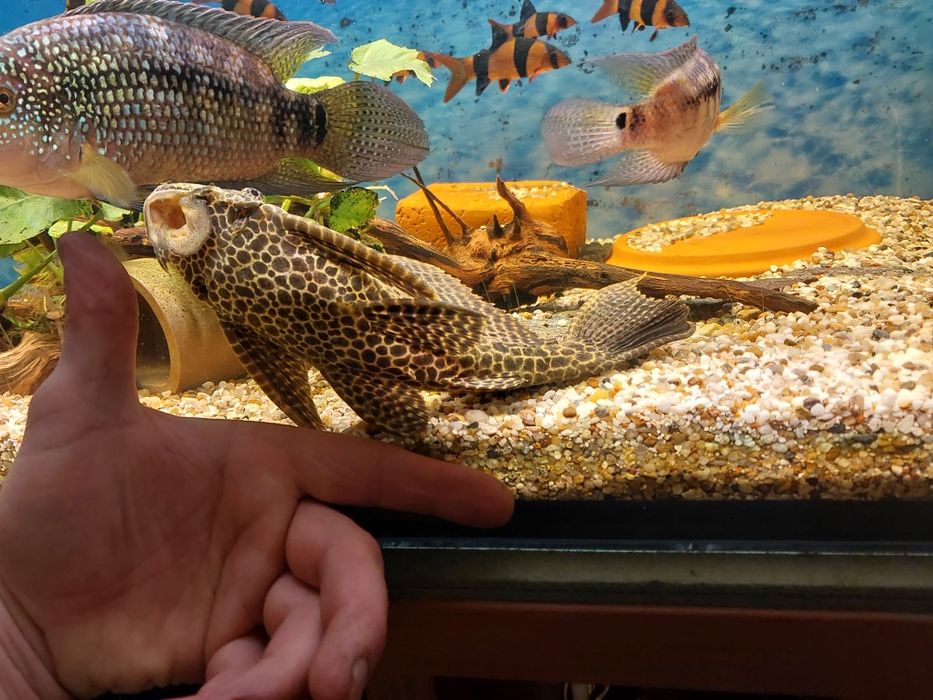 Duże zbrojniki 2szt