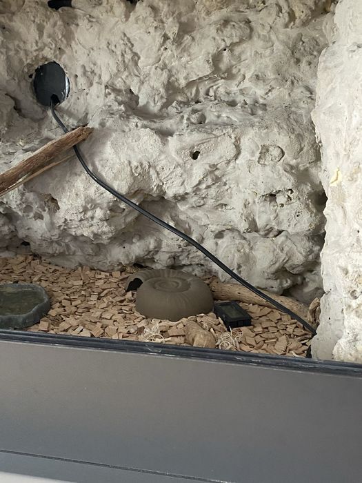 terrarium drewniane agama gekon