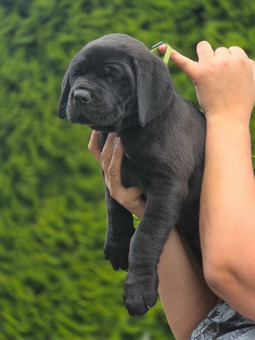 Cane Corso Szczeniaki