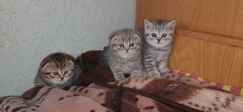 Кіт шотландський для в'язки.