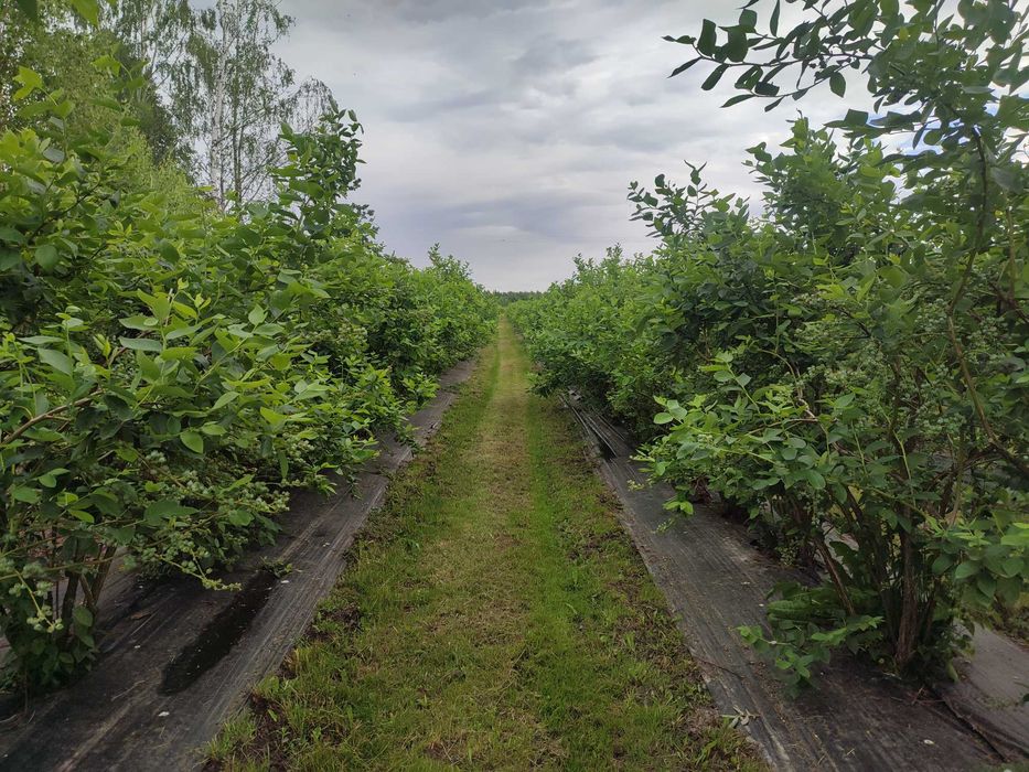 Borówka amerykańska, krzewy.