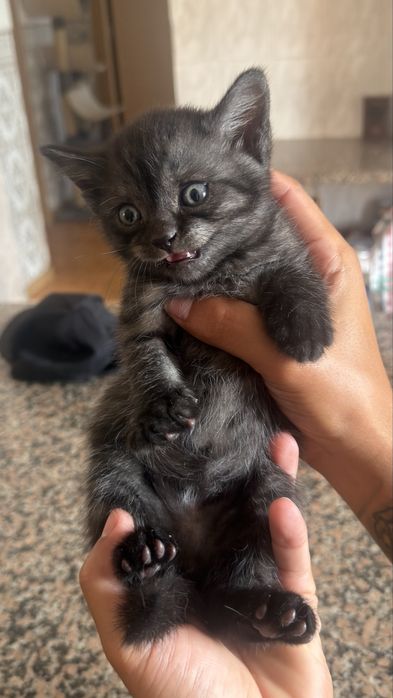 Gato macho boa linhagem