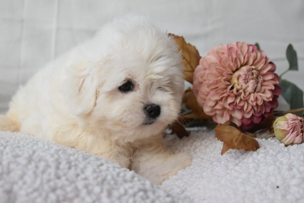 Bichon Maltês Mini . Pronto para entrega.