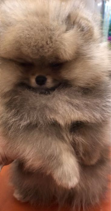 Померанський шпіц.Бронь .