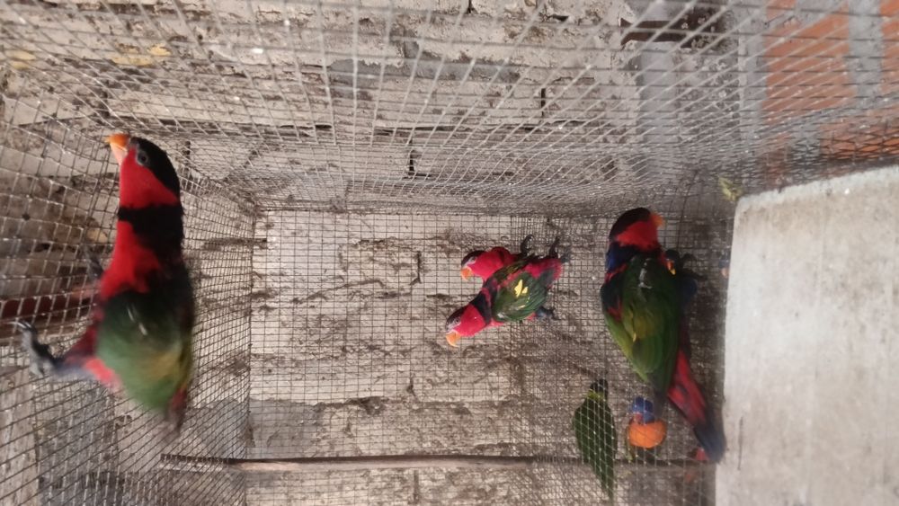 Aves em excelente estado