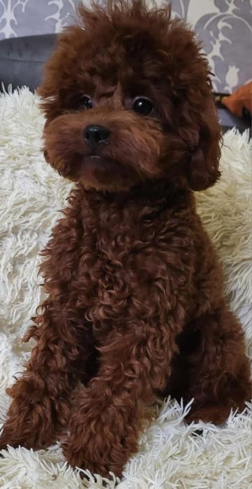 Pudel Toy Badania . Reproduktor  Krycie