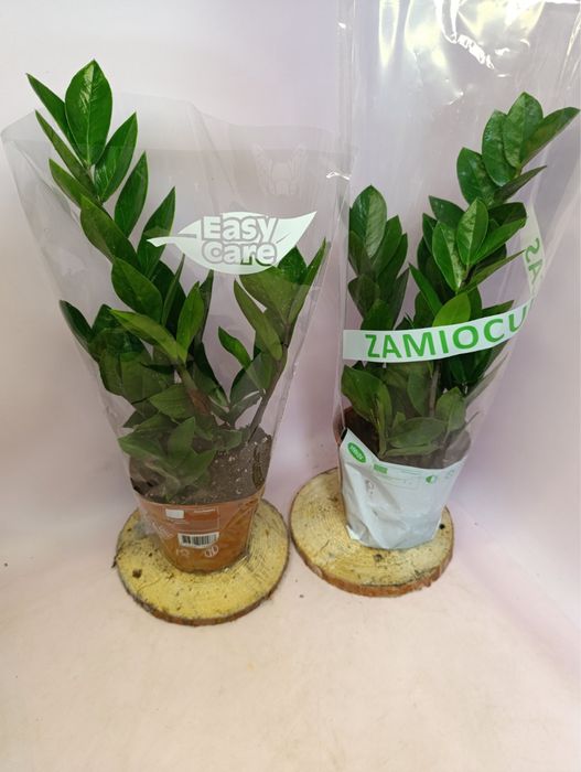 Заміокулькас,дифенбахія,лавр