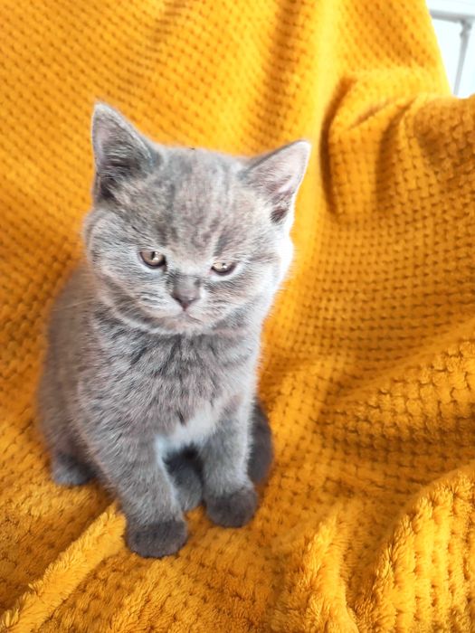 Kocięta, kocuki brytyjskie , niebieskie z rodowodem.