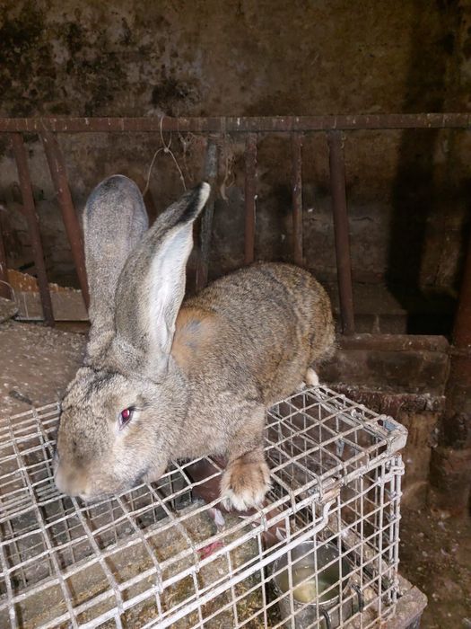 Samice belga olbrzyma