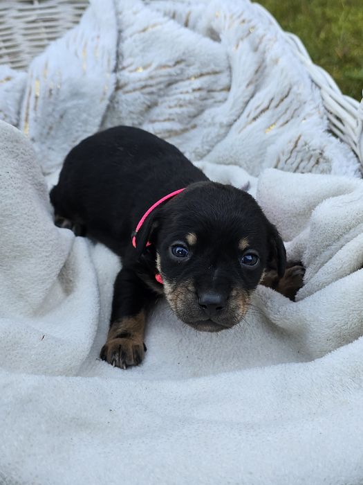 Oddam szczeniaka suczke